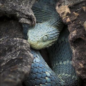 Meet your Posher, Bobby